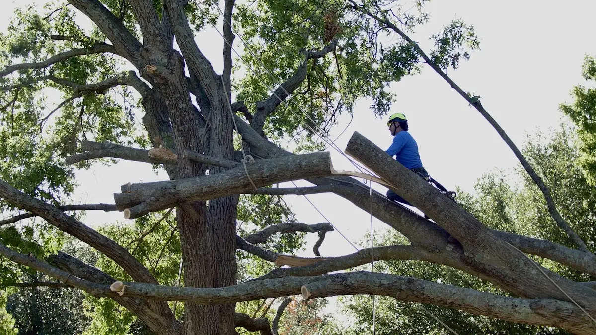 Professional Hazardous Tree Removal performed by certified arborists in Long Point